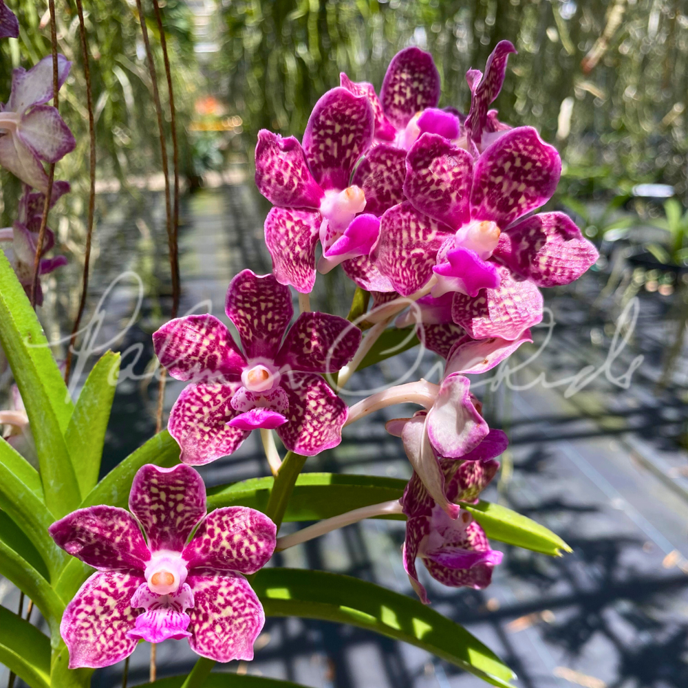 Vct. Mem. Holland Tan — Palmer Orchids